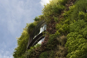 ściana zieleni